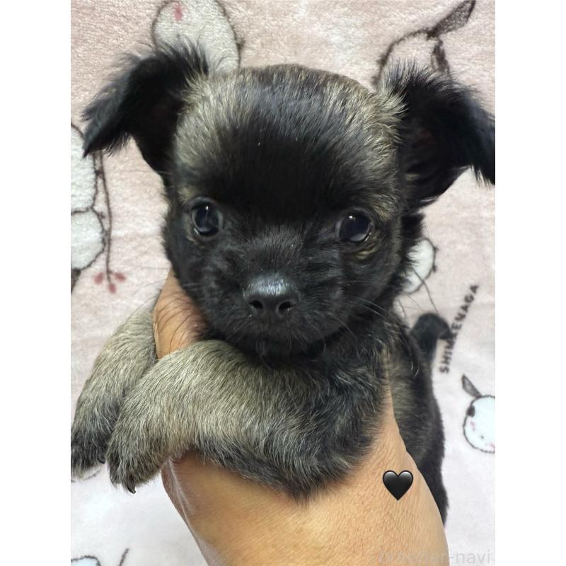 販売中の愛知県のチワワ(ロングコート)-416520の13枚目