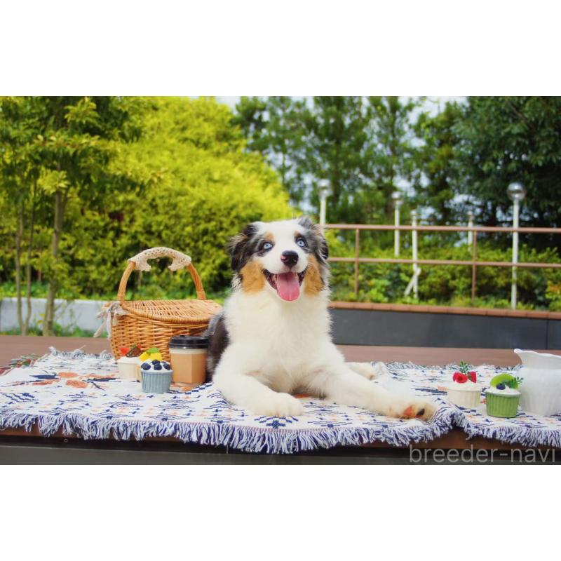 販売中の千葉県のオーストラリアンシェパード-393737の5枚目