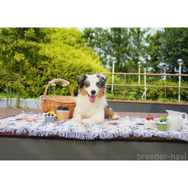 販売中の千葉県のオーストラリアンシェパード-393737の4枚目