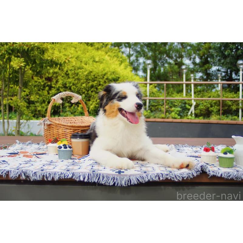 販売中の千葉県のオーストラリアンシェパード-393737の3枚目