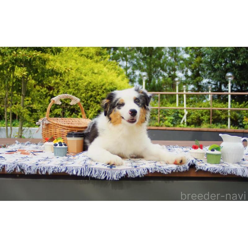 販売中の千葉県のオーストラリアンシェパード-393737の2枚目