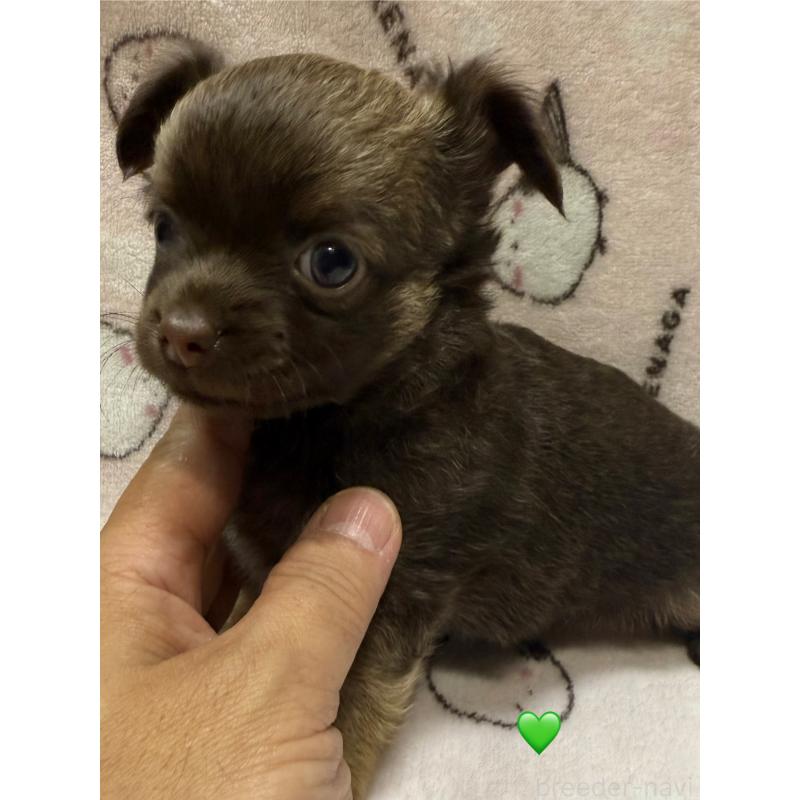 販売中の愛知県のチワワ(ロングコート)-416521の14枚目