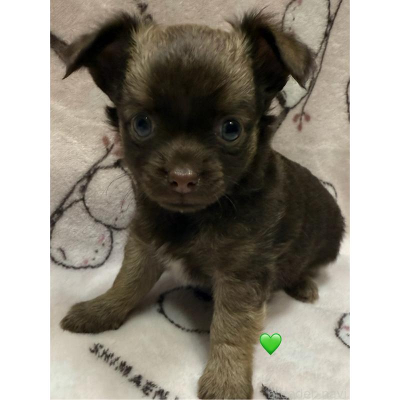 販売中の愛知県のチワワ(ロングコート)-416521の12枚目