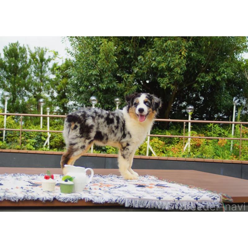 販売中の千葉県のオーストラリアンシェパード-393739の5枚目