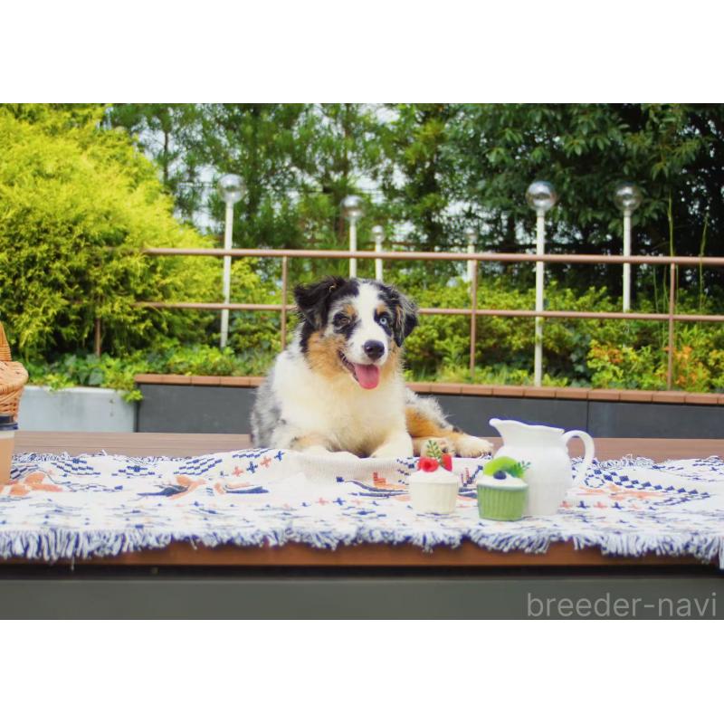 販売中の千葉県のオーストラリアンシェパード-393739の4枚目