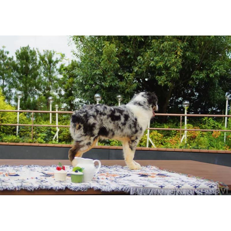 販売中の千葉県のオーストラリアンシェパード-393739の3枚目