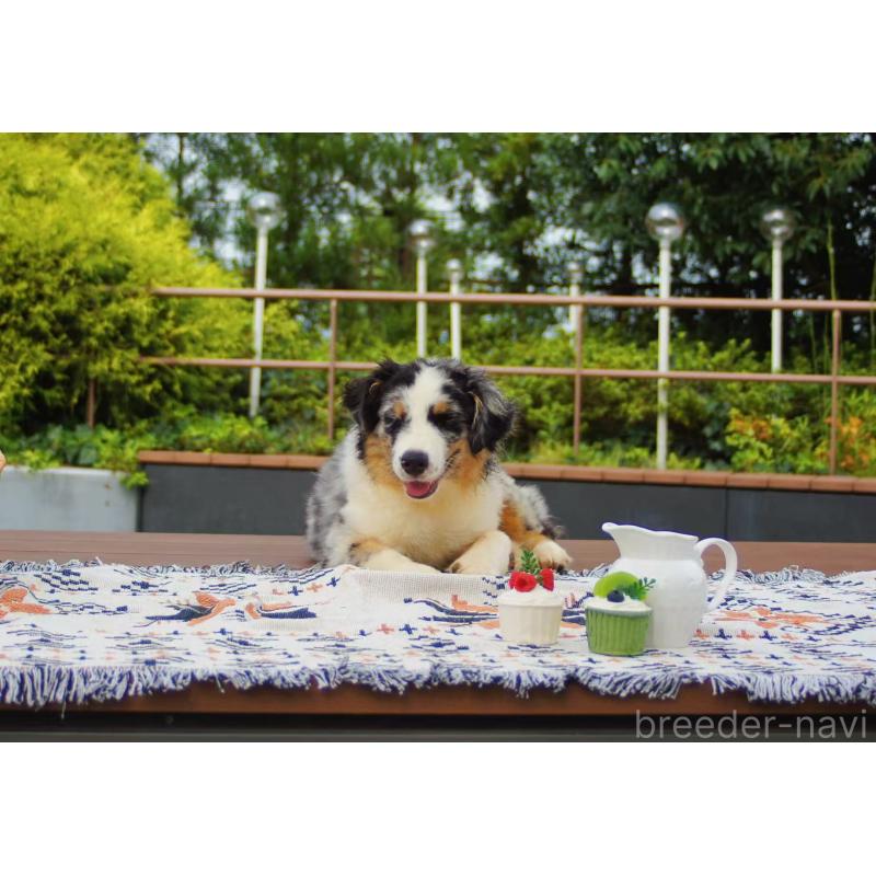 販売中の千葉県のオーストラリアンシェパード-393739の2枚目