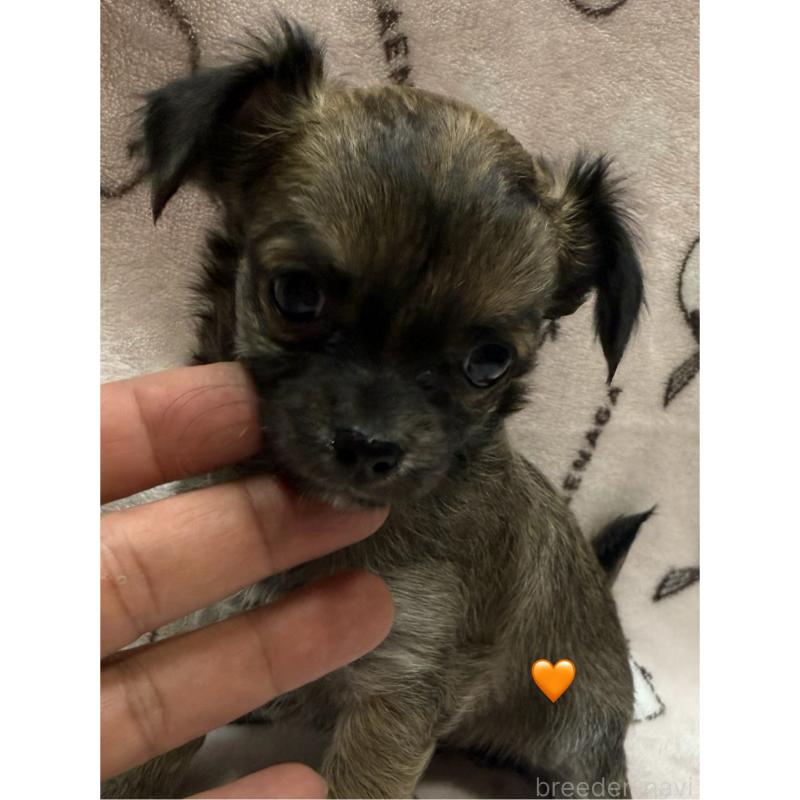 販売中の愛知県のチワワ(ロングコート)-416522の19枚目