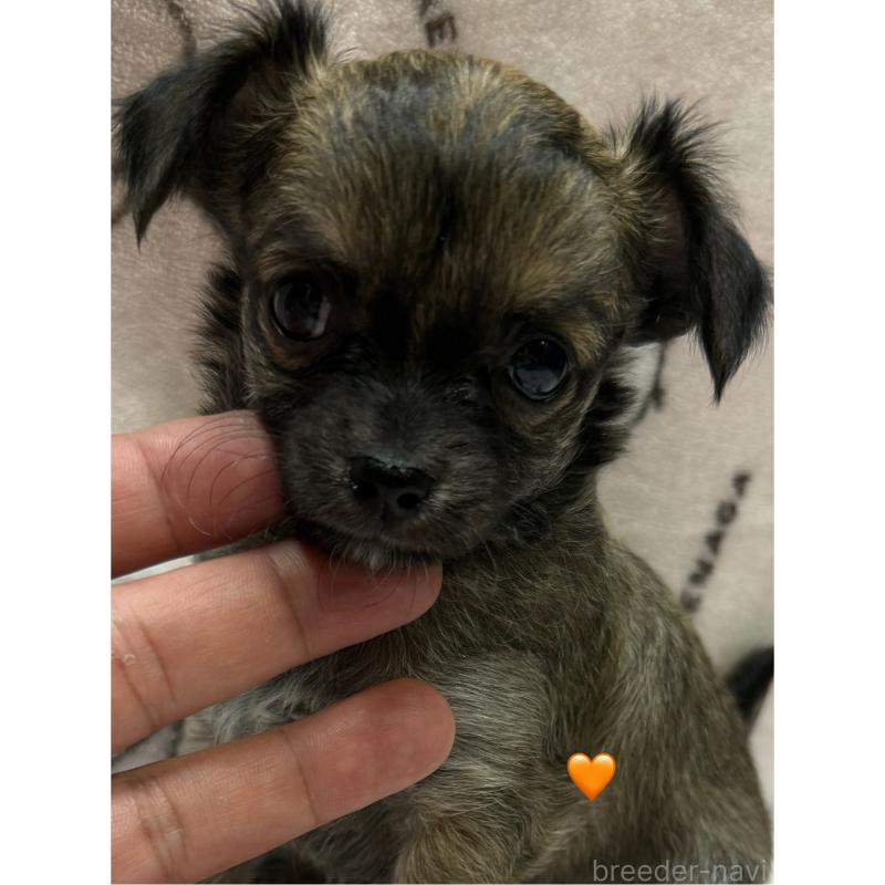 販売中の愛知県のチワワ(ロングコート)-416522の18枚目