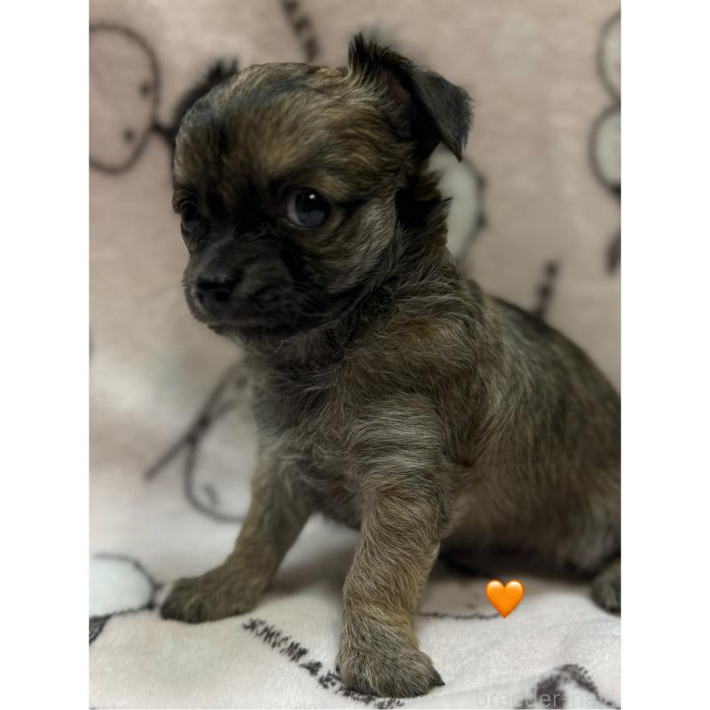 販売中の愛知県のチワワ(ロングコート)-416522の16枚目