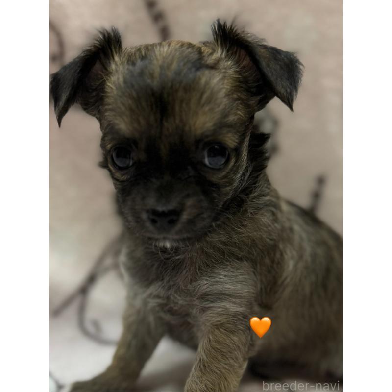 販売中の愛知県のチワワ(ロングコート)-416522の15枚目