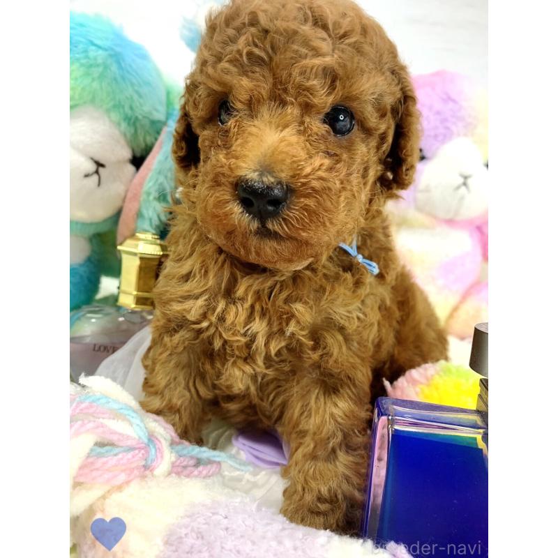 販売中の愛知県のトイプードル-417669
