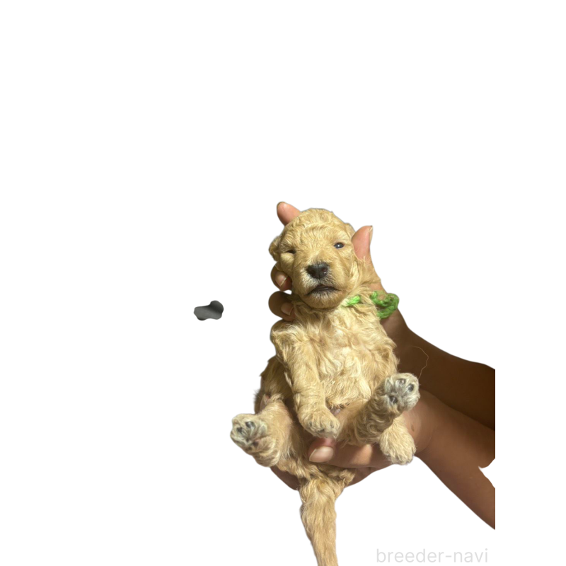 商談中の兵庫県のゴールデンドゥードル:ゴールデンレトリーバー×プードル-414885の3枚目