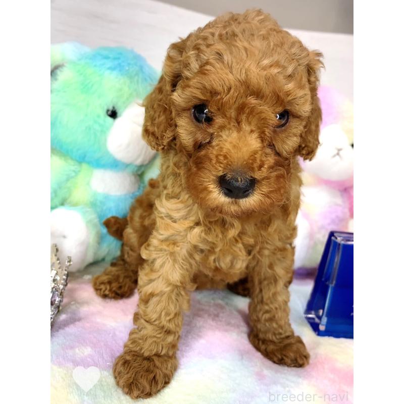 販売中の愛知県のトイプードル-417672の4枚目