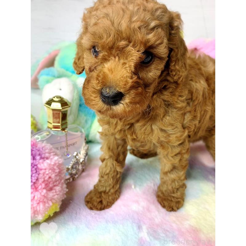 販売中の愛知県のトイプードル-417672の3枚目
