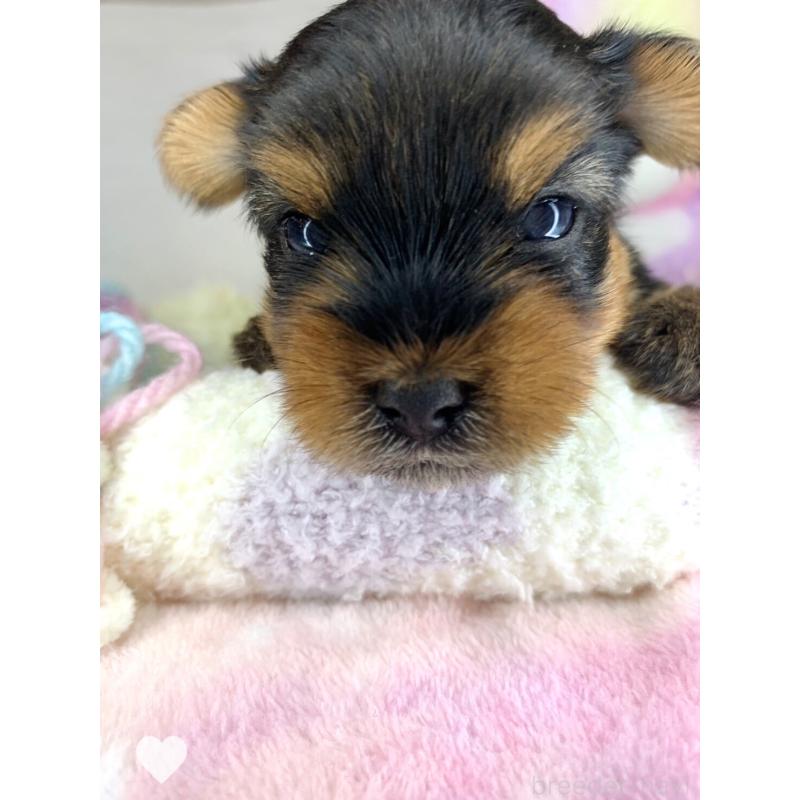 販売中の愛知県のヨークシャーテリア-417676の1枚目
