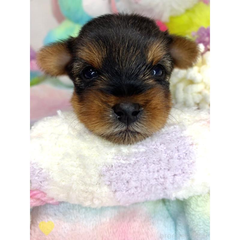 販売中の愛知県のヨークシャーテリア-417678の6枚目