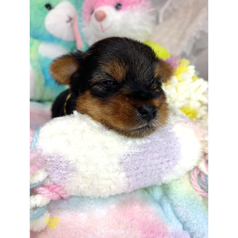 販売中の愛知県のヨークシャーテリア-417678の2枚目