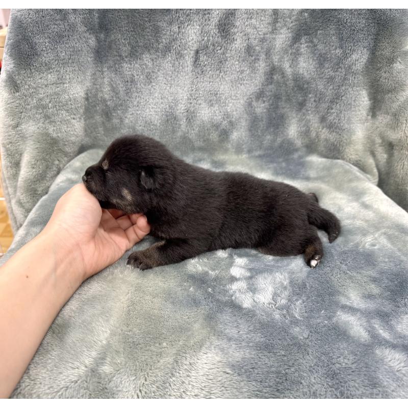 販売中の愛知県の豆柴-416153の18枚目