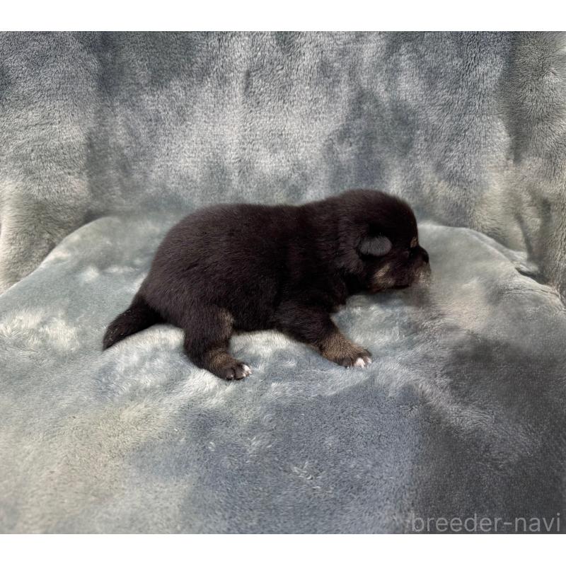 販売中の愛知県の豆柴-416153の17枚目