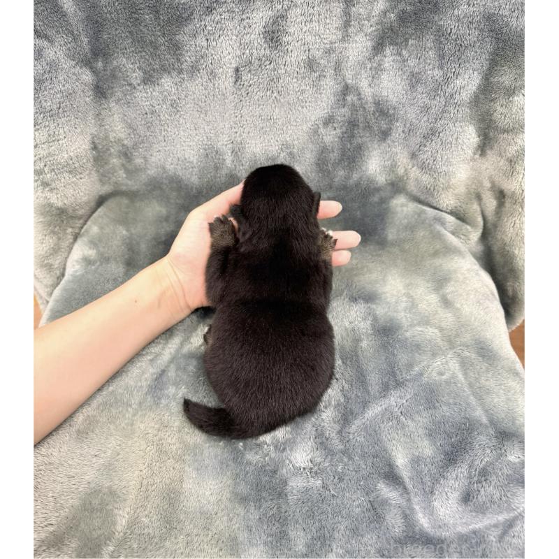 販売中の愛知県の豆柴-416153の16枚目