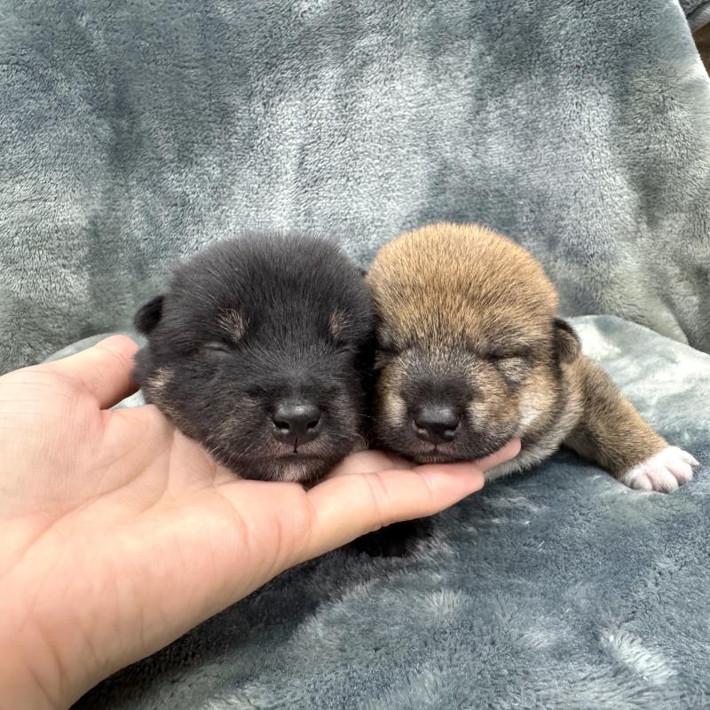 販売中の愛知県の豆柴-416153の15枚目