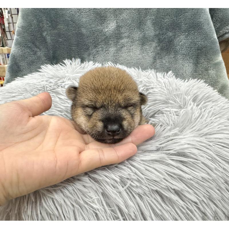 販売中の愛知県の豆柴-416154の21枚目