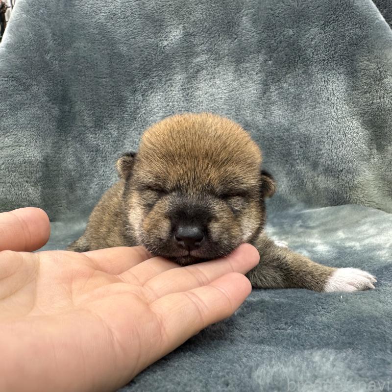 販売中の愛知県の豆柴-416154の20枚目