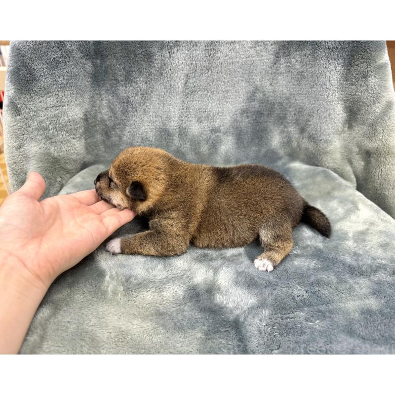 販売中の愛知県の豆柴-416154の19枚目