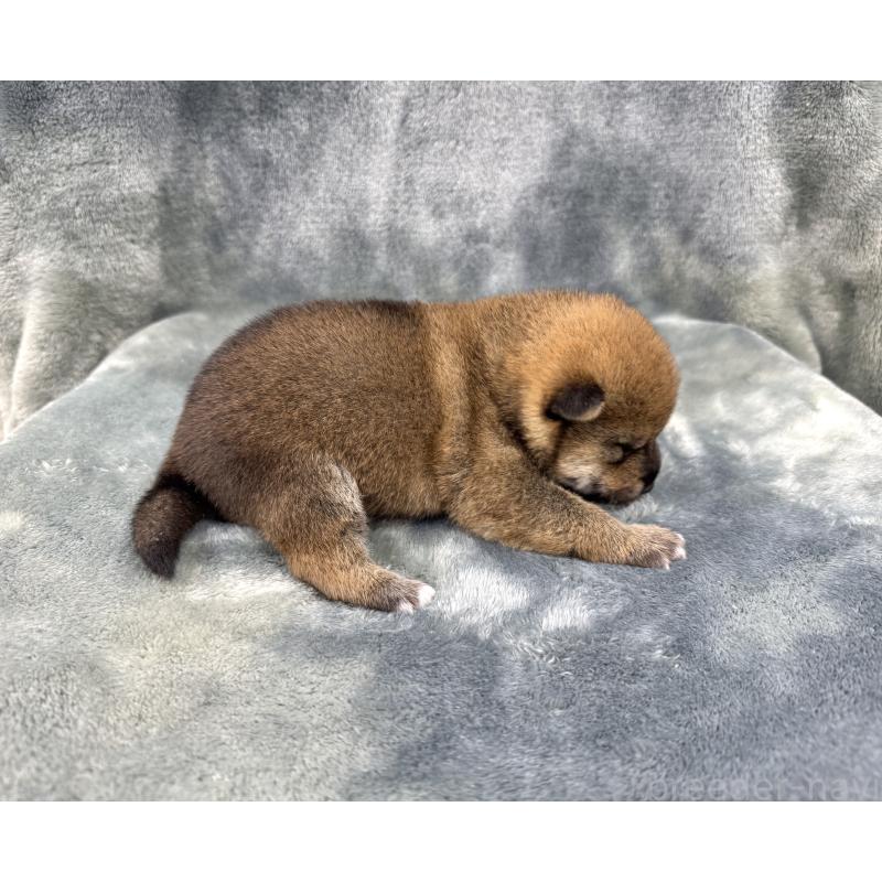 販売中の愛知県の豆柴-416154の18枚目