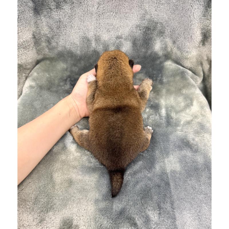 販売中の愛知県の豆柴-416154の17枚目