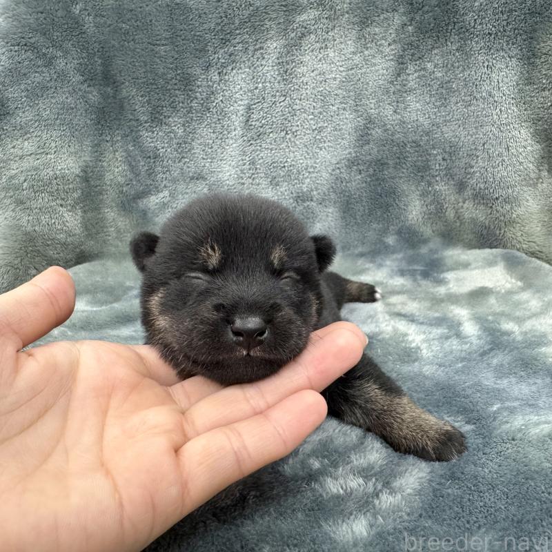 販売中の愛知県の豆柴-416155の18枚目