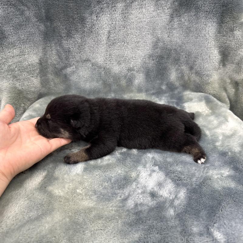 販売中の愛知県の豆柴-416155の16枚目