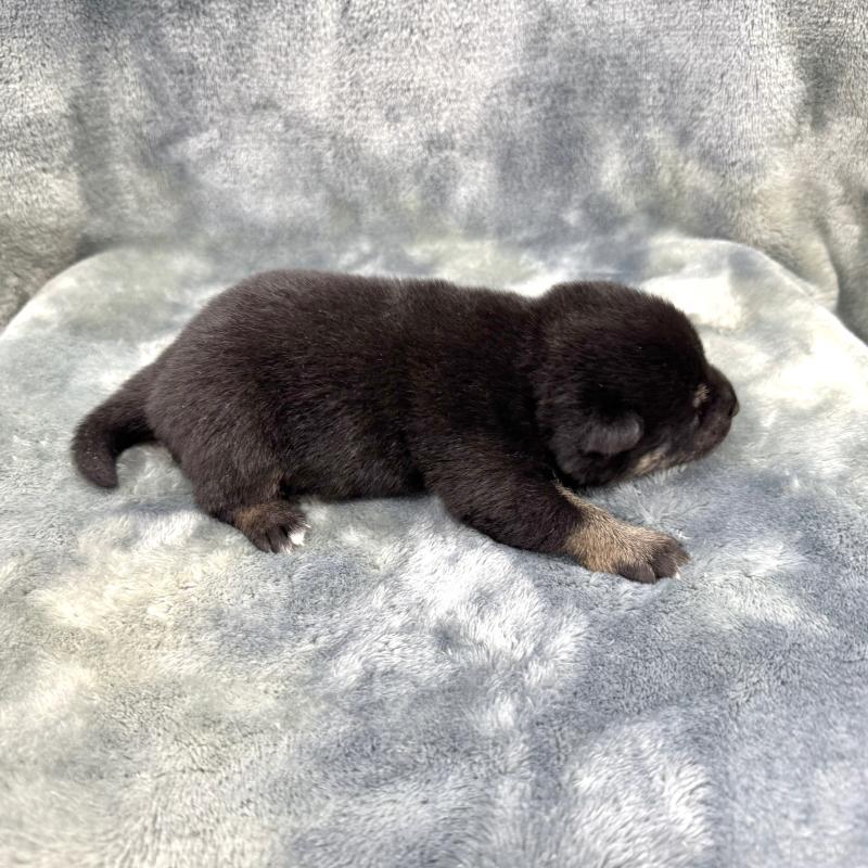 販売中の愛知県の豆柴-416155の15枚目