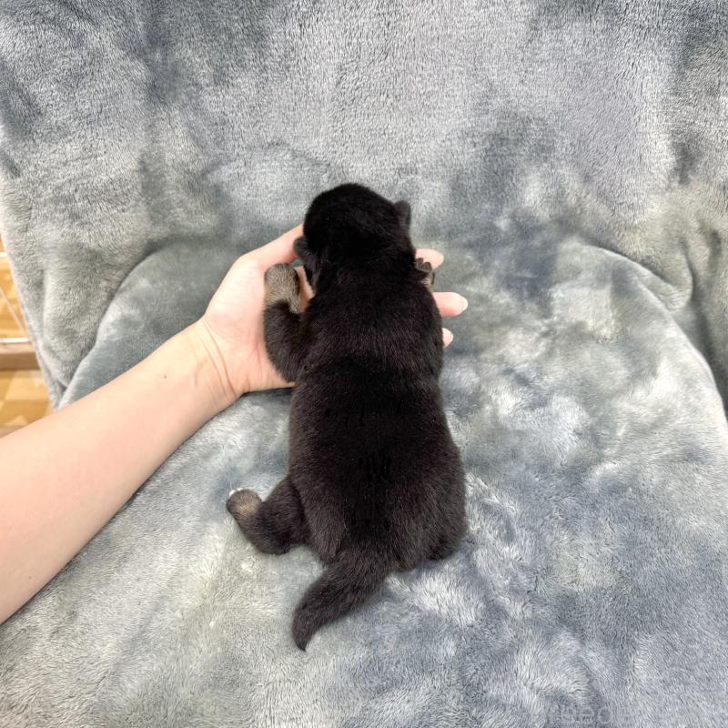 販売中の愛知県の豆柴-416155の14枚目