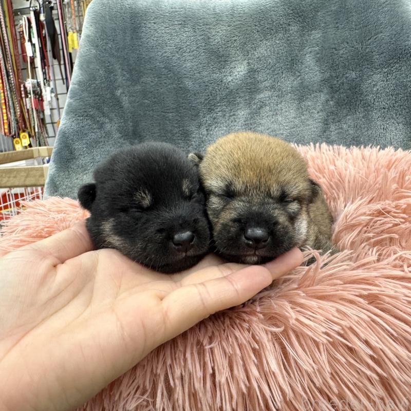 販売中の愛知県の豆柴-416155の13枚目