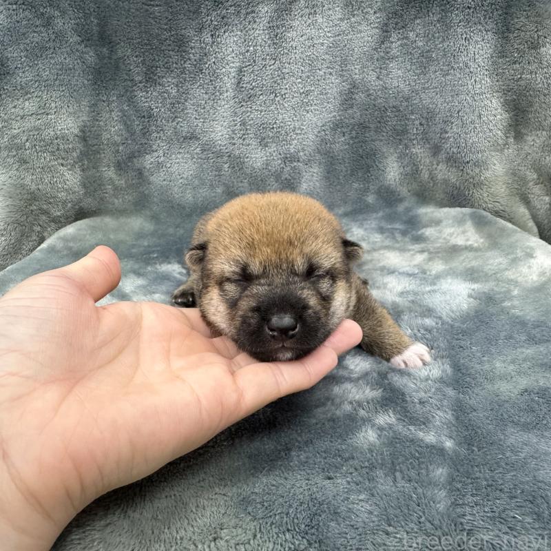 商談中の愛知県の豆柴-416156の19枚目