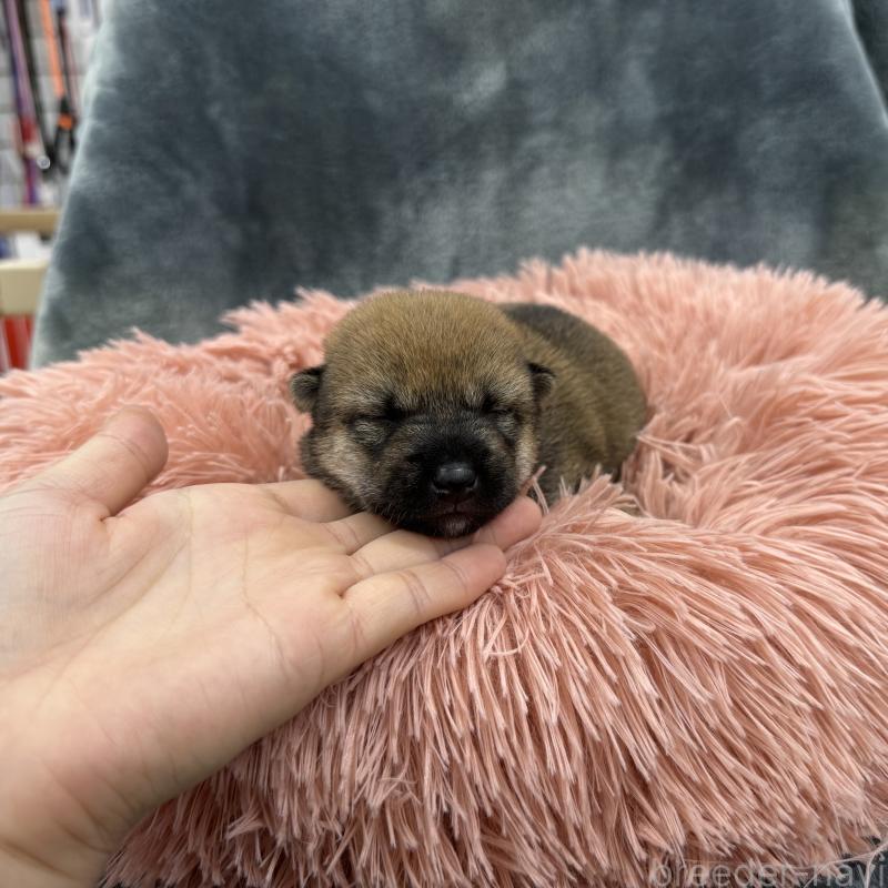 商談中の愛知県の豆柴-416156の18枚目