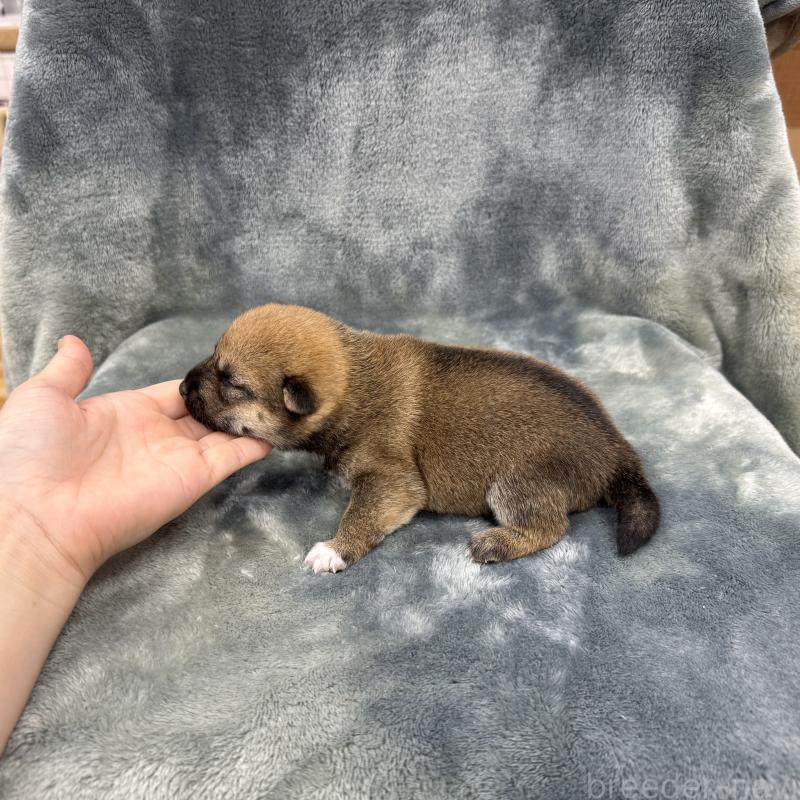 商談中の愛知県の豆柴-416156の17枚目