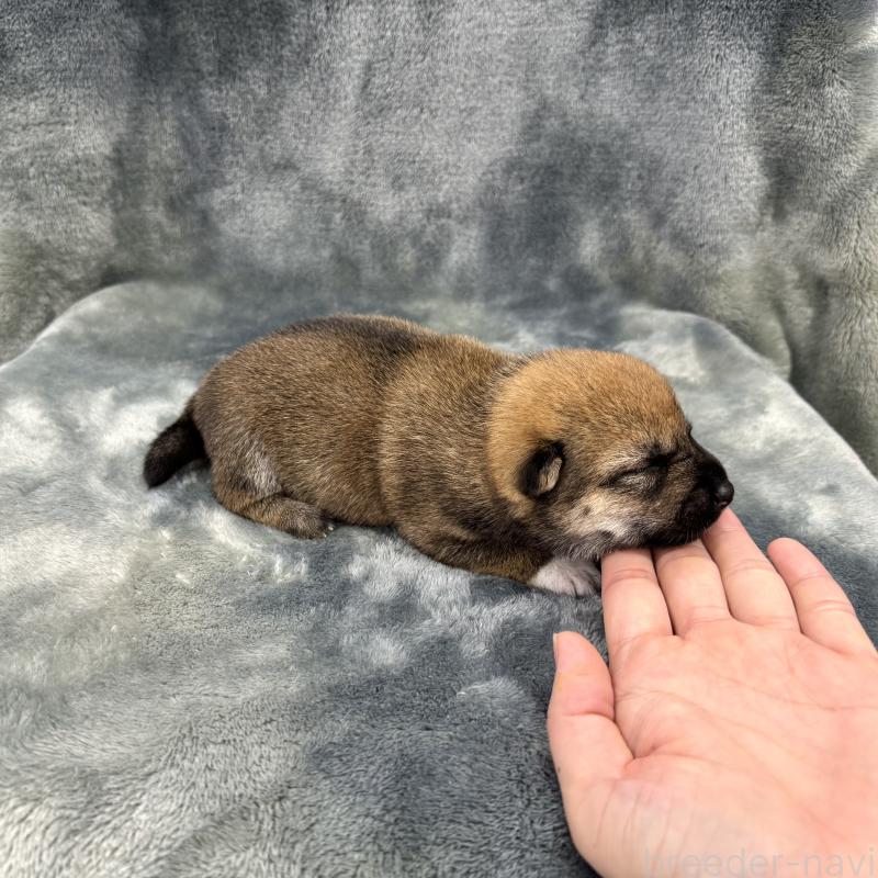 商談中の愛知県の豆柴-416156の16枚目