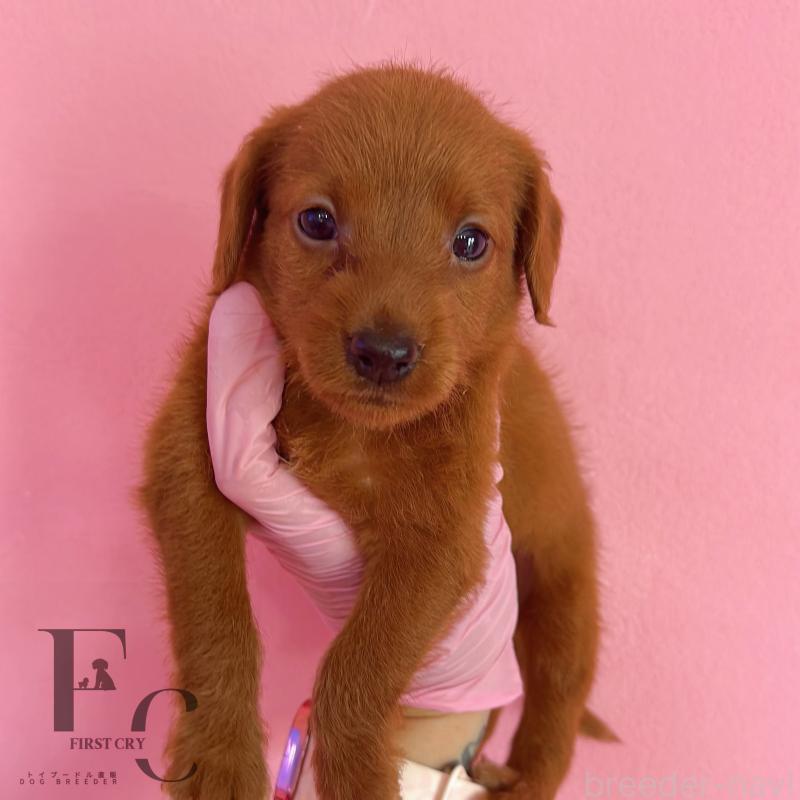 販売中ののミックス犬-417680