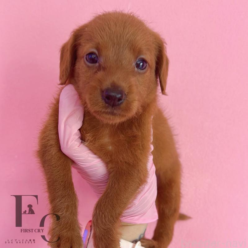 販売中の栃木県のミックス犬-417680の6枚目