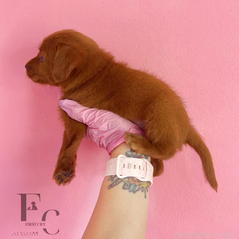 販売中の栃木県のミックス犬-417680の5枚目