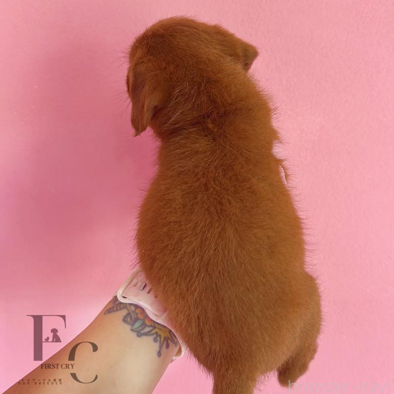 販売中の栃木県のミックス犬-417680の4枚目