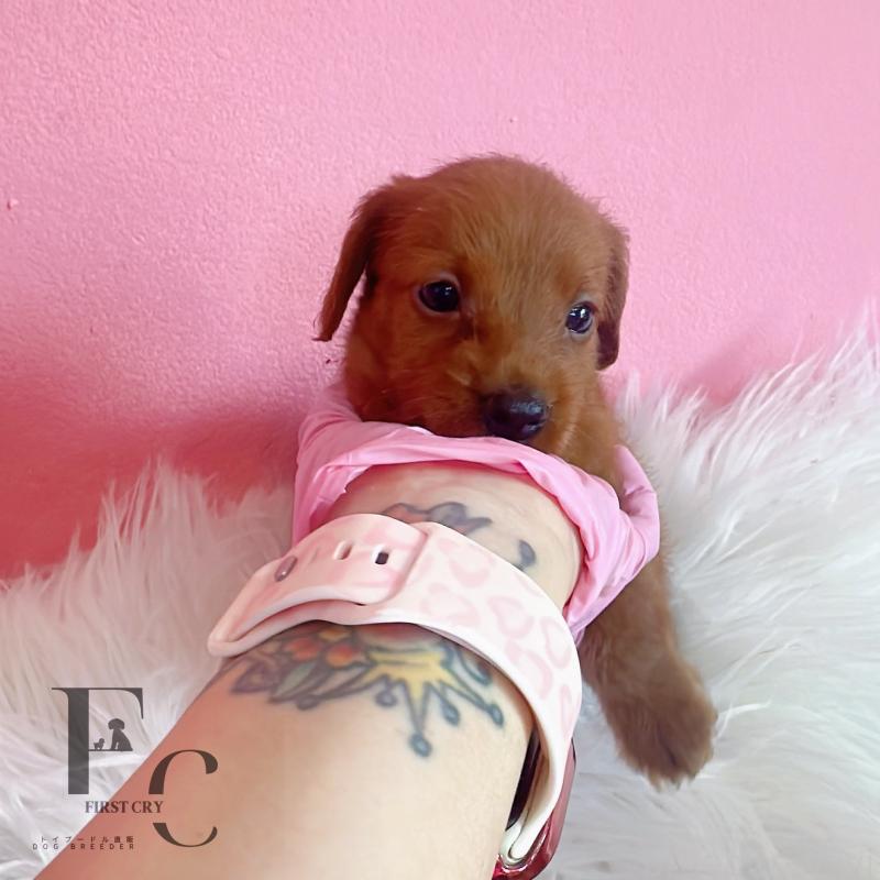 販売中の栃木県のミックス犬-417680の3枚目