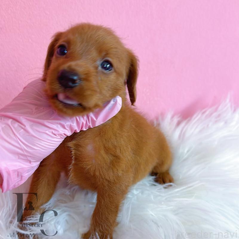 販売中の栃木県のミックス犬-417680の2枚目