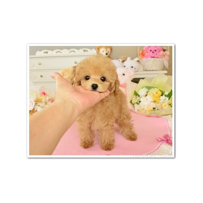 販売中の岩手県のティーカッププードル-414446の4枚目