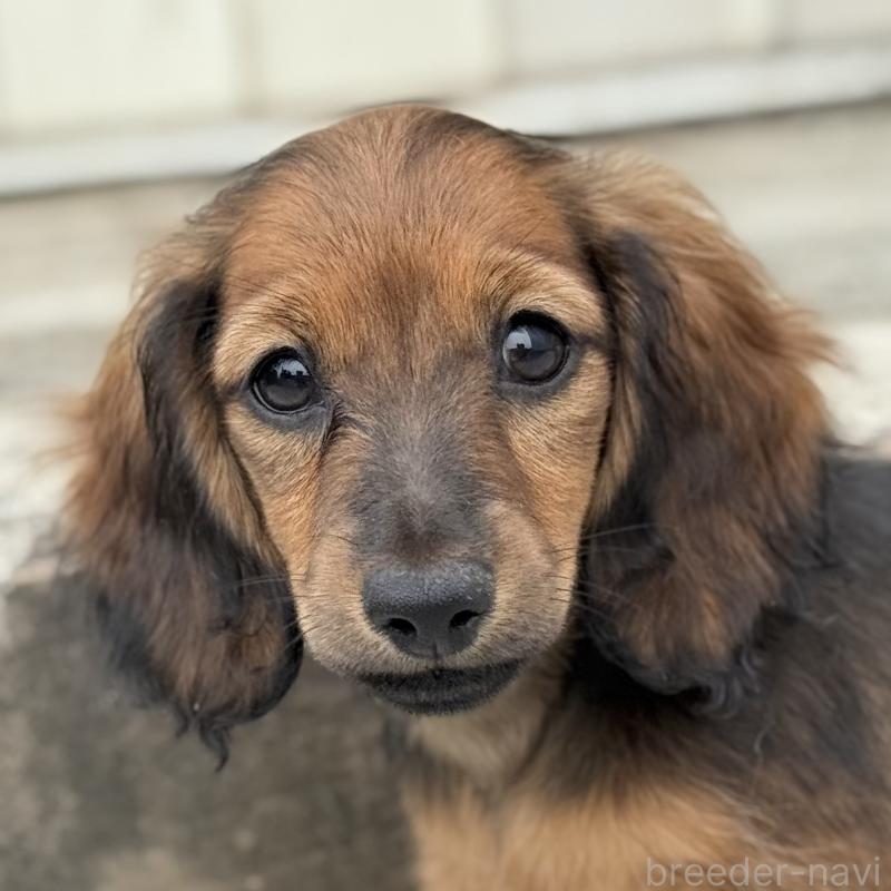 販売中の埼玉県のミニチュアダックスフンド(ロングヘアード)-417403の7枚目