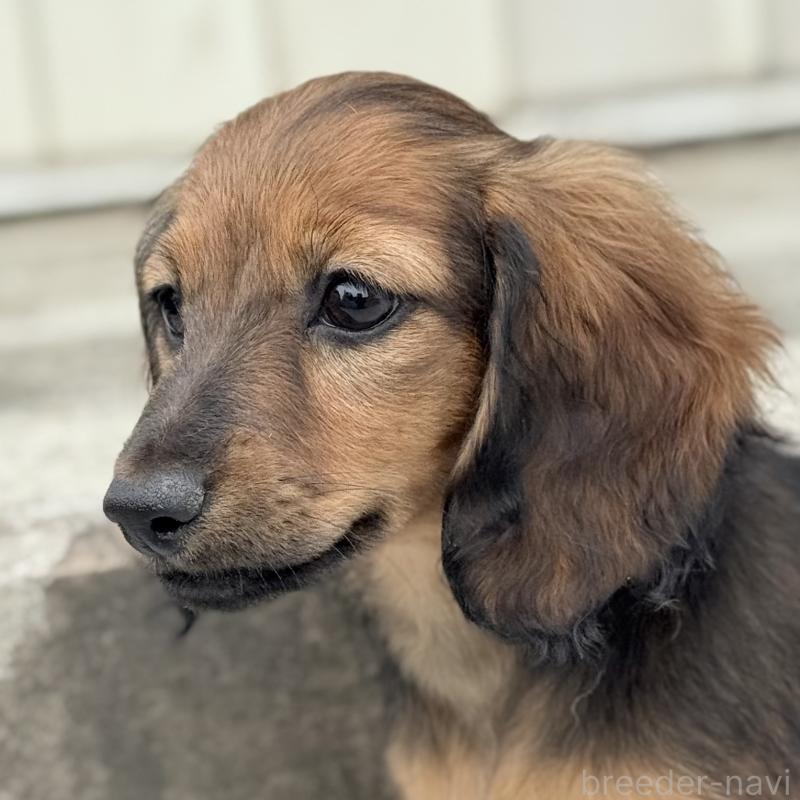 販売中の埼玉県のミニチュアダックスフンド(ロングヘアード)-417403の6枚目