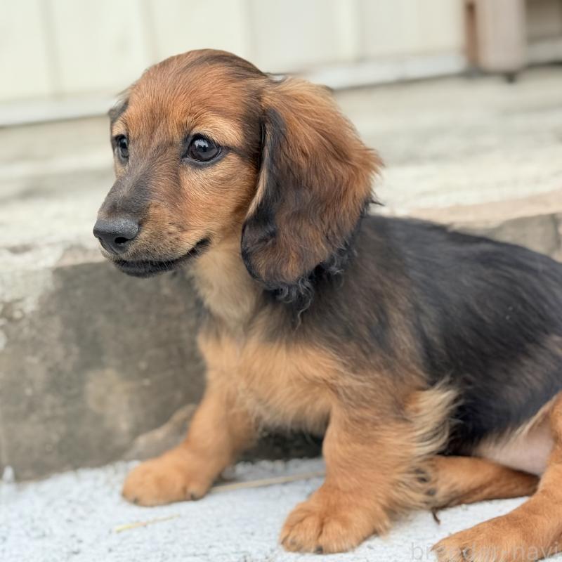 販売中の埼玉県のミニチュアダックスフンド(ロングヘアード)-417403の5枚目